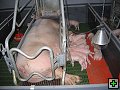thn_Troubelice 2006 039.jpg